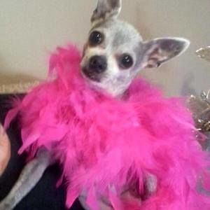 Meet your Posher, Norma